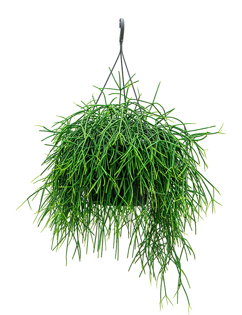 Verzorgingstips Rhipsalis